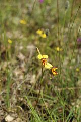 Diuris decrementa