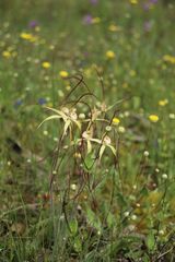 Caladenia straminichila