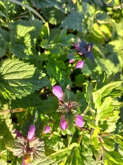 Lamium maculatum