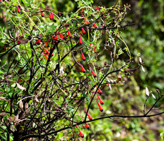 Tropaeolum tricolor