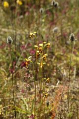 Diuris decrementa