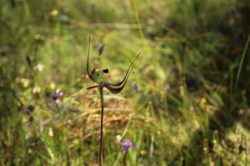 Image of Caladenia integra by (c) Em Lamond, some rights reserved (CC BY)