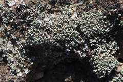 Leprocaulon americanum