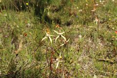 Caladenia polychroma