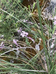 Philotheca spicata