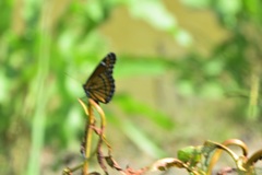 Limenitis archippus watsoni