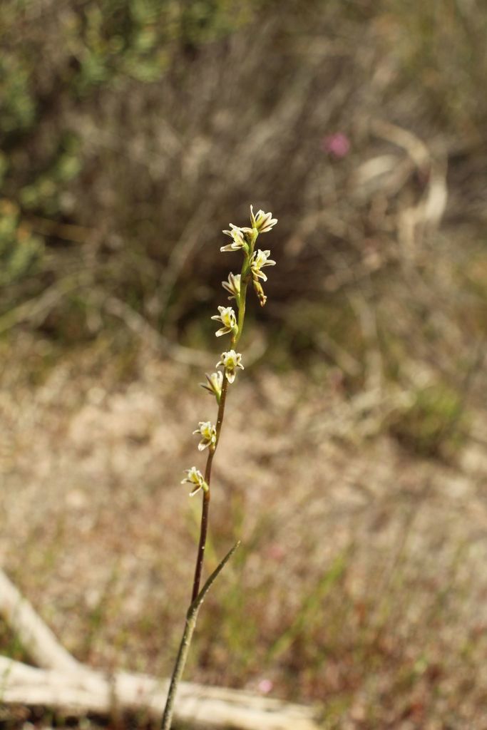 Prasophyllum plumiforme