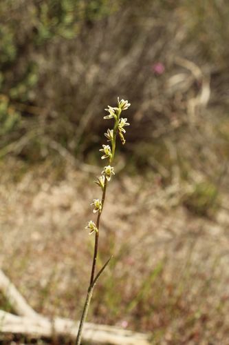 Image of Prasophyllum plumiforme by (c) Em Lamond, some rights reserved (CC BY)