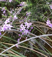Philotheca spicata
