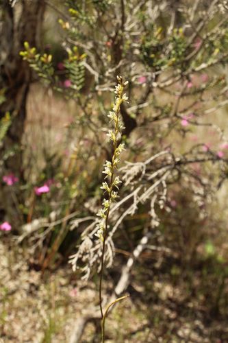 Image of Prasophyllum plumiforme by (c) Em Lamond, some rights reserved (CC BY)