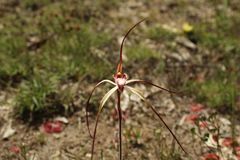Caladenia polychroma