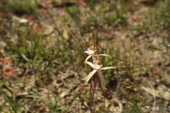 Caladenia polychroma