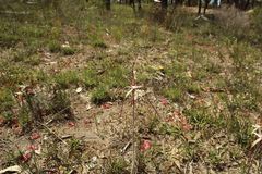 Caladenia polychroma