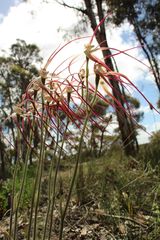Caladenia polychroma