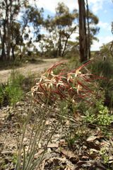 Caladenia polychroma