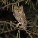Pallid Scops-Owl - Photo (c) Mikael Bauer, some rights reserved (CC BY-NC), uploaded by Mikael Bauer