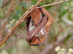 Lasiurus blossevillii