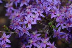 Calytrix leschenaultii