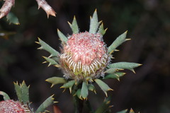 Banksia carlinoides