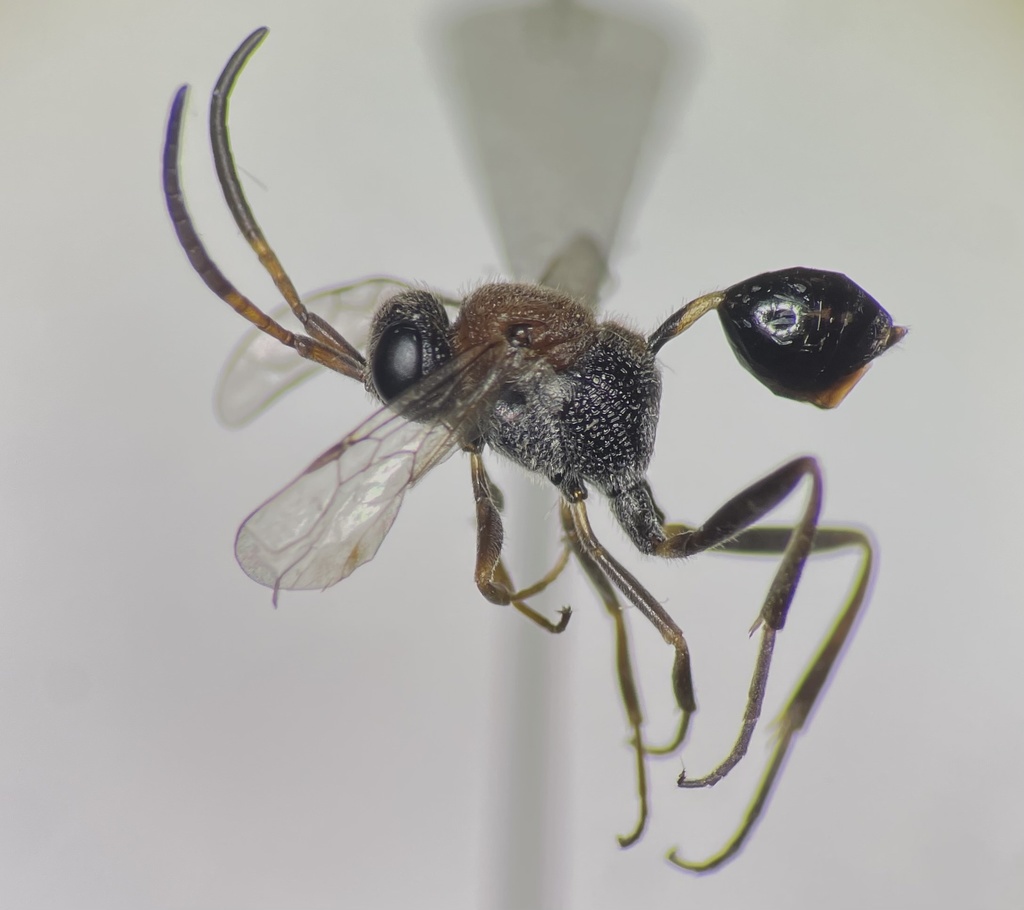 Evaniella semaeoda