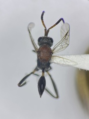 Evaniella semaeoda
