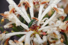 Petrophile brevifolia