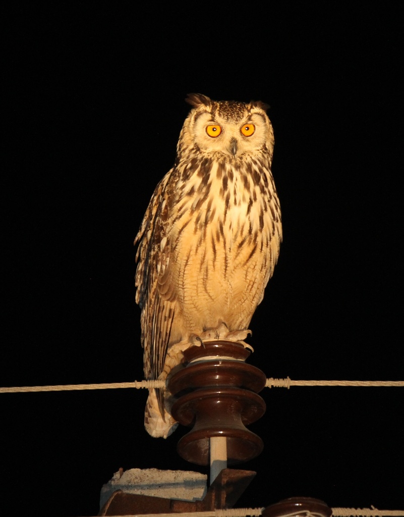 Indian Eagle-Owl