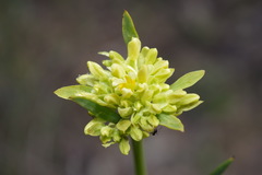 Glischrocaryon aureum