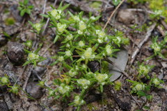 Siloxerus multiflorus