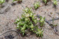 Siloxerus multiflorus