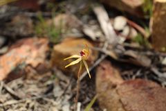 Caladenia ensata