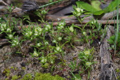 Siloxerus multiflorus