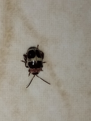 Alagoasa bipunctata familiaris