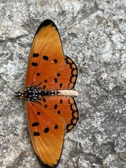 Acraea acrita