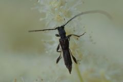 Molorchus umbellatarum