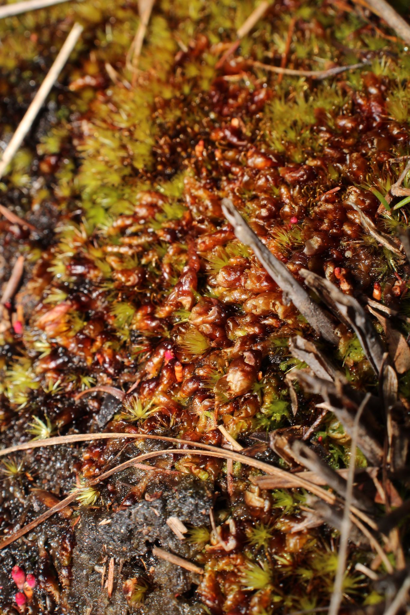 Goebelobryum grossitextum