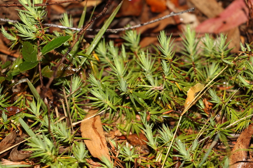 Image of Melichrus procumbens by (c) Greg Tasney, some rights reserved (CC BY-SA)