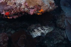 Epinephelus malabaricus