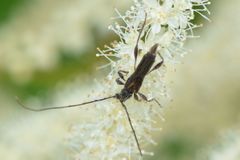 Molorchus umbellatarum