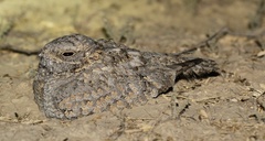 Caprimulgus mahrattensis