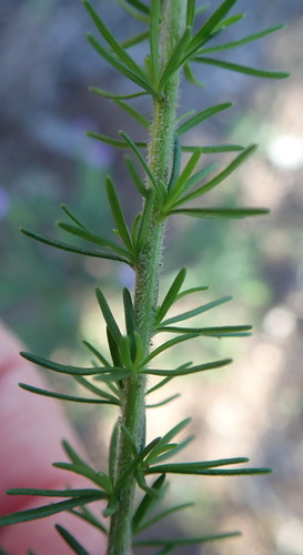 Image of Selago burchellii by (c) Nicola van Berkel, some rights reserved (CC BY-SA)