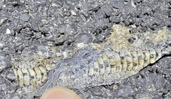 Elaphe dione