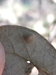 Dryomyia lichtensteinii