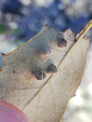 Dryomyia lichtensteinii