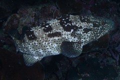 Epinephelus malabaricus