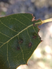 Dryomyia lichtensteinii