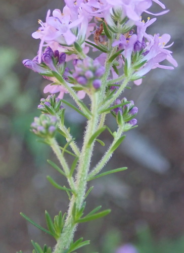 Image of Selago burchellii by (c) Nicola van Berkel, some rights reserved (CC BY-SA)