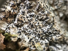 Opegrapha vermicellifera