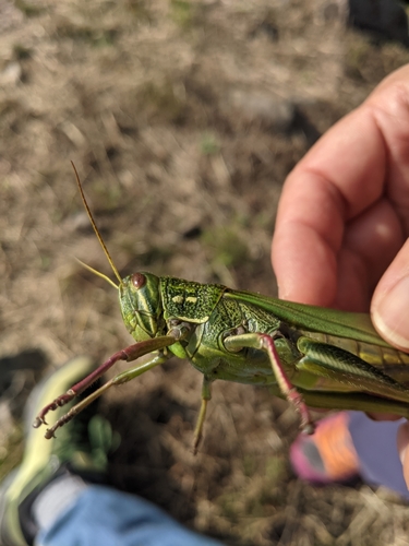 Large Green Grasshopper photo 2