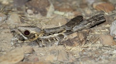 Caprimulgus asiaticus